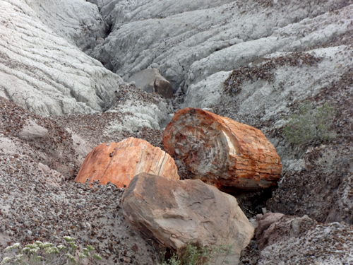 petrified logs in the hills at Blue Mesa Overlook